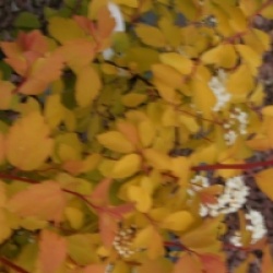 Spiraea x vanhouttei 'Gold Fountain'