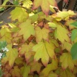 Acer cappadocicum 'Aureum'