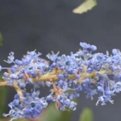 Ceanothus 'Ray Hartman'