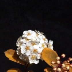 Spiraea x vanhouttei 'Gold Fountain'
