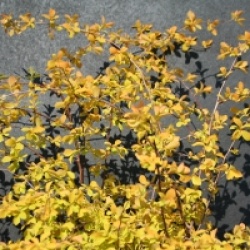 Spiraea x vanhouttei 'Gold Fountain'
