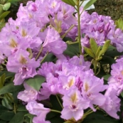 Rhododendron Flore Pleno