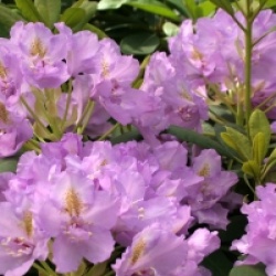 Rhododendron fastuosum 'Flore Pleno'