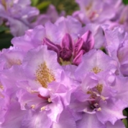 Rhododendron fastuosum 'Flore Pleno'