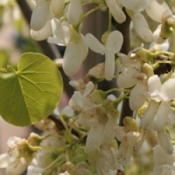 Arbre de Jud�e � fleurs blanches 