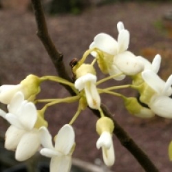 Cercis siliquastrum f. albida 
