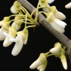 Cercis siliquastrum f. albida 