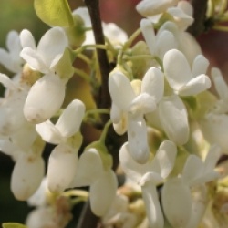 Cercis siliquastrum f. albida 