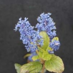 Ceanothus 'Ray Hartman'