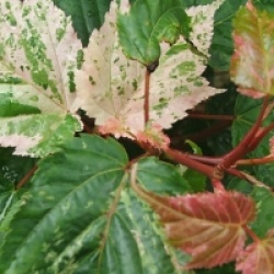 Acer x conspicuum 'Silver Vein' - �rable Silver Vein
