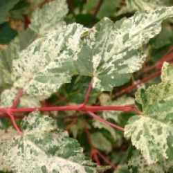 Acer x conspicuum 'Silver Vein'