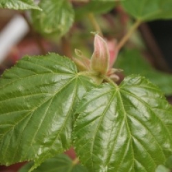 Acer x conspicuum 'Silver Vein'