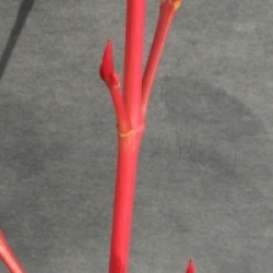 Acer x conspicuum 'Silver Vein'