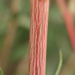 Acer x conspicuum 'Silver Vein'