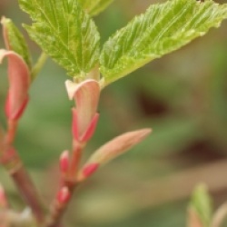 Acer x conspicuum 'Silver Vein'