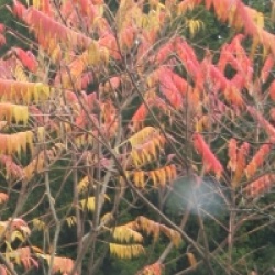 Rhus typhina - Sumac de Virginie
