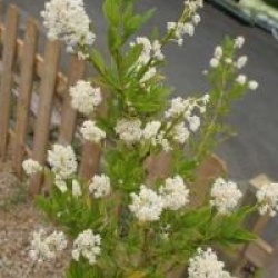 Ceanothus thyrsiflorus 'Millerton Point' - C�anothe � fleurs blanches
