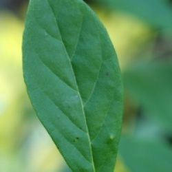 Nyssa sylvatica 'Jolly' - Tup�lo des bois Jolly