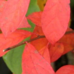 Nyssa sylvatica 'Jolly'