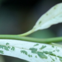 Nyssa sylvatica 'Jolly'