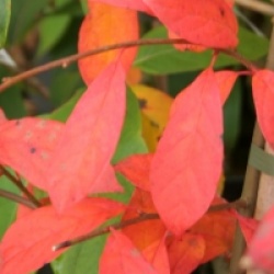 Nyssa sylvatica 'Jolly'