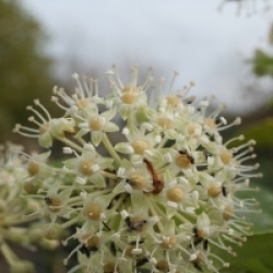 Fatsia japonica  - Aralia du Japon