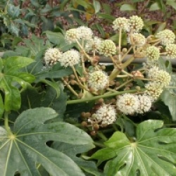 Fatsia japonica 