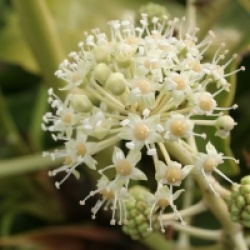 Fatsia japonica 