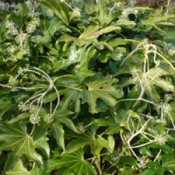 Fatsia japonica 
