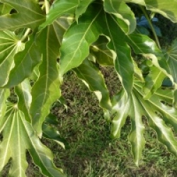 Fatsia japonica 