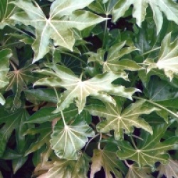 Fatsia japonica 