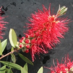 Callistemon citrinus 'Splendens'