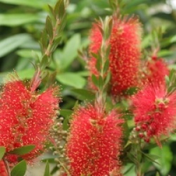 Callistemon citrinus 'Splendens'