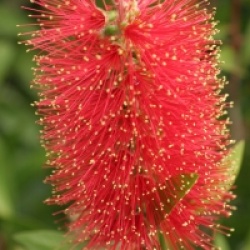 Callistemon citrinus 'Splendens'