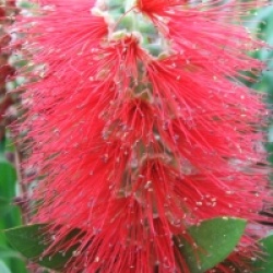 Callistemon citrinus 'Splendens'