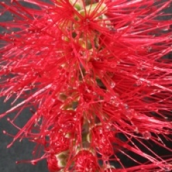 Callistemon citrinus 'Splendens'