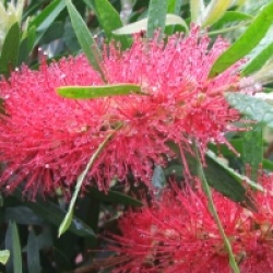 Callistemon Rose Opal
