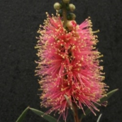 Callistemon viminalis 'Rose Opal'