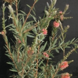 Callistemon viminalis 'Rose Opal'