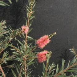 Callistemon viminalis 'Rose Opal'
