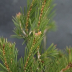 Callistemon sieberi 'Widdicombe-gem'