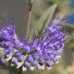 Caryopteris x clandonensis 'Heavenly Blue' - Caryopteris Heavenly Blue