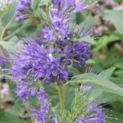 Caryopteris x clandonensis 'Heavenly Blue'