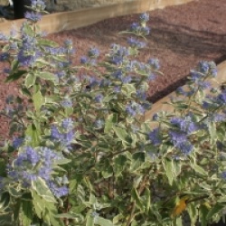 Caryopteris x clandonensis 'White Surprise' cov 