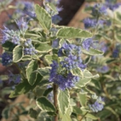 Caryopteris x clandonensis 'White Surprise' cov 