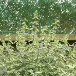 Caryopteris x clandonensis 'White Surprise' cov 