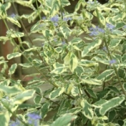 Caryopteris x clandonensis 'White Surprise' cov 