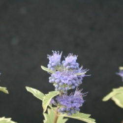 Caryopteris x clandonensis 'White Surprise' cov 