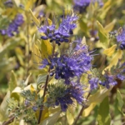 Caryopteris � feuillage dor�