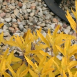 Caryopteris x clandonensis 'Worcester Gold'